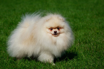 The dog breed pomeranian spitz