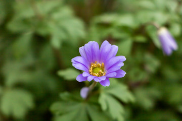 Anemone blanda - Dag Lalesi