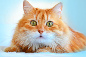 The portrait of red cat