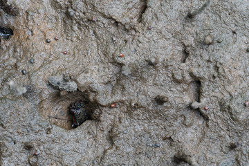 The hiding of crabs that live in mangrove forests