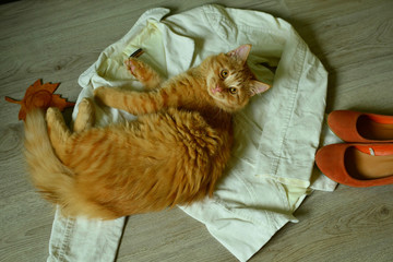 Pretty red cat on the cloth.