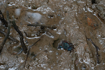 The hiding of crabs that live in mangrove forests