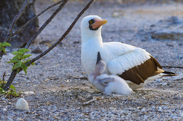 Nazca Booby © Ismael