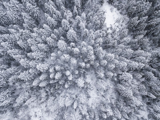 Aerial straight down view of snow covered trees in the Sierra Nevada Mountains of California.