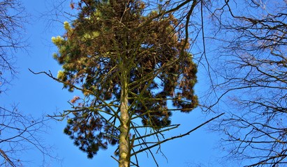 tree and blue sky