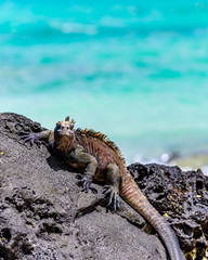 Marine Iguana