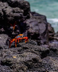 Sally Lightfoot Crab