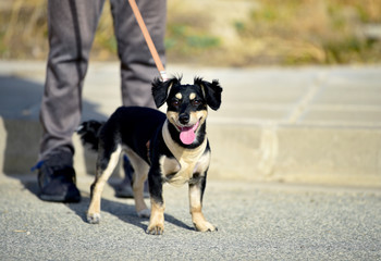 Dog on leash. Puppy smiles. Portrait of a funny puppy. Cute dog.