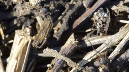 gros plan sur les fourmis rouges