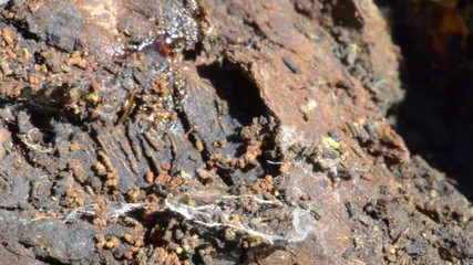 araignée sur un arbre