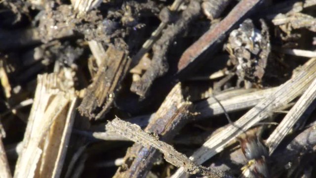 gros plan sur les fourmis rouges