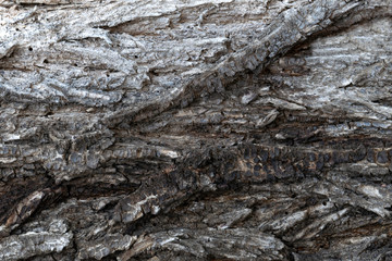 bark of an old tree elm for background