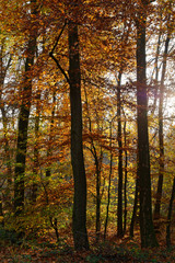 Herbstwald bei Ratingen, NRW, Deutschland
