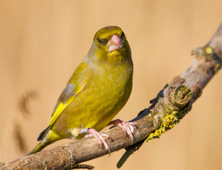 Greenfinch, Emberiza, perched on a mossy branch