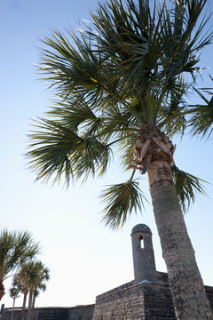 Palm Tree at Castillo de San Marcos