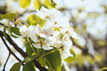blooming flowers on trees in the garden