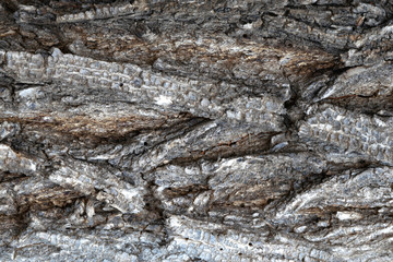 bark of an old tree elm for background