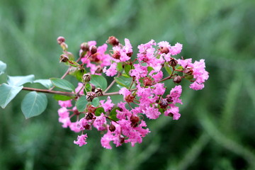 Crepe Myrtle or Lagerstroemia indica or Crape myrtle or Crepeflower deciduous tree plant branch with dark green leaves containing bronze edges and closed flower buds mixed with fully open blooming lig