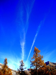 3 mélèzes et traces de nuages dans le ciel / 3 larches and clouds in blue sky