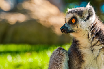 Ring tailed Maki Catta lemur  with big orange eyes. Madagascar lemur.
