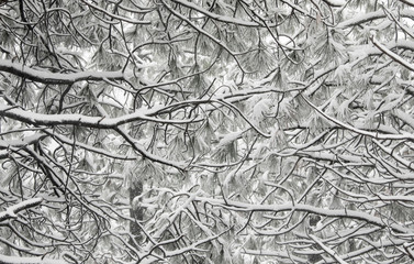 Background texture of snow covered tree branches.
