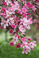 Zweig mit rosa Zierapfelblüten, Hintergrund soft