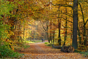 Spaziergang durch den herbstlichen Wald, Ratingen, NRW, Deutschland