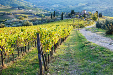 Vineyards and Farmhouse