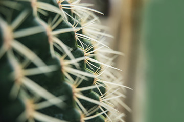 Cactus Family, close-up barrel cactus. thorn cactus texture background, close up