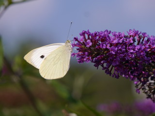 Frühling