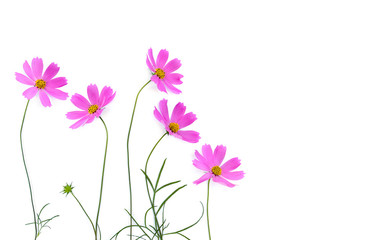 Fototapeta na wymiar Pink flowers cosmos on a white background with space for text. Top view, flat lay