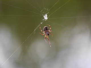 Spiderhero