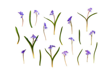 Fototapeta na wymiar Beautiful flowers snowdrops blue Scilla siberica (Siberian squill) on a white background. Top view, flat lay
