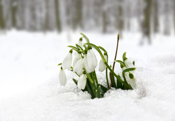 Spring flowers white snowdrops (Galanthus nivalis) in snow in the forest