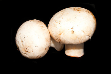 mushrooms isolated on black background