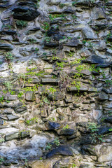Plants on old stone wall
