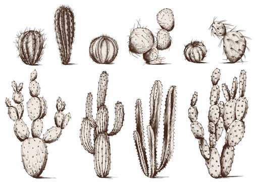 Vector set of cactus. Isolated elements for design.