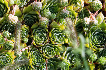 Obraz premium Multiple green rosette shaped succulents
