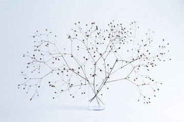Dry branch of a plant in a transparent glass on a white background.