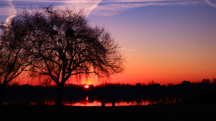 Fototapeta premium silhouette of a tree in darkness sunrise with a clear sky blue and orange