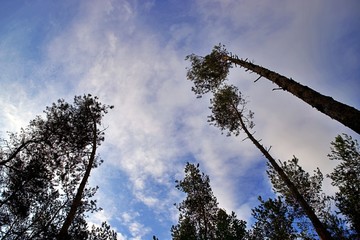 niebo, drzew © Katarzyna
