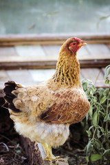 red chicken close-up