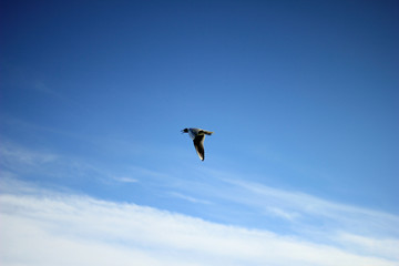Gliding gull in blue sky Single wild gull flying alone in beautiful blue sky in bright sunlight