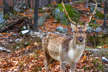 Forest Guard