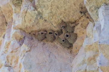 Bird Nests on High Desert Cliff Face