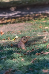 Detailed view of a single funny rodent, prairie dog, genus Cynomys