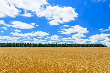 Field of the ripe yellow wheat under blue sky and clouds