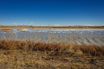 Many Birds On A High Desert Wetland