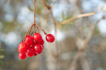 Red viburnum branch in the garden. Viburnum viburnum opulus berries and leaves outdoor in autumn fall. Bunch of red viburnum berries on a branch.