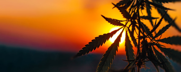 Cannabis commercial grow. Concept of herbal alternative medicine, CBD oil
